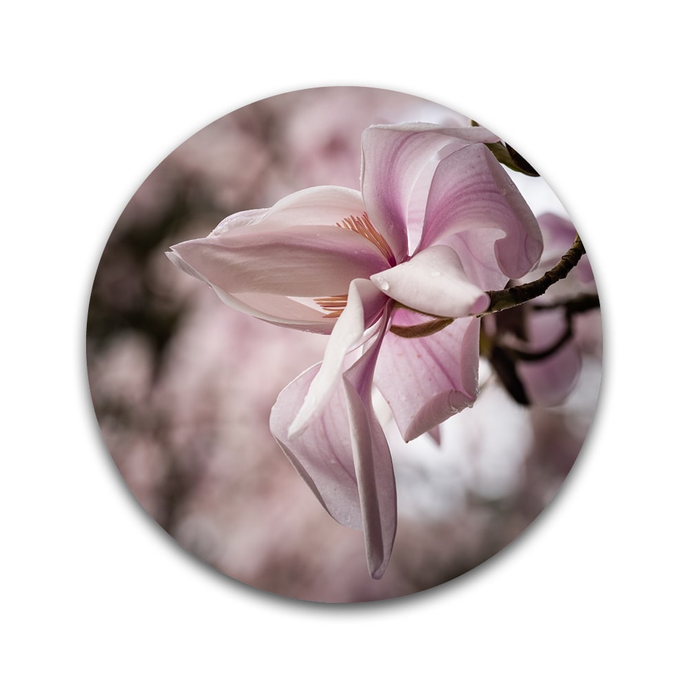 Rustieke magnolia  - Rond