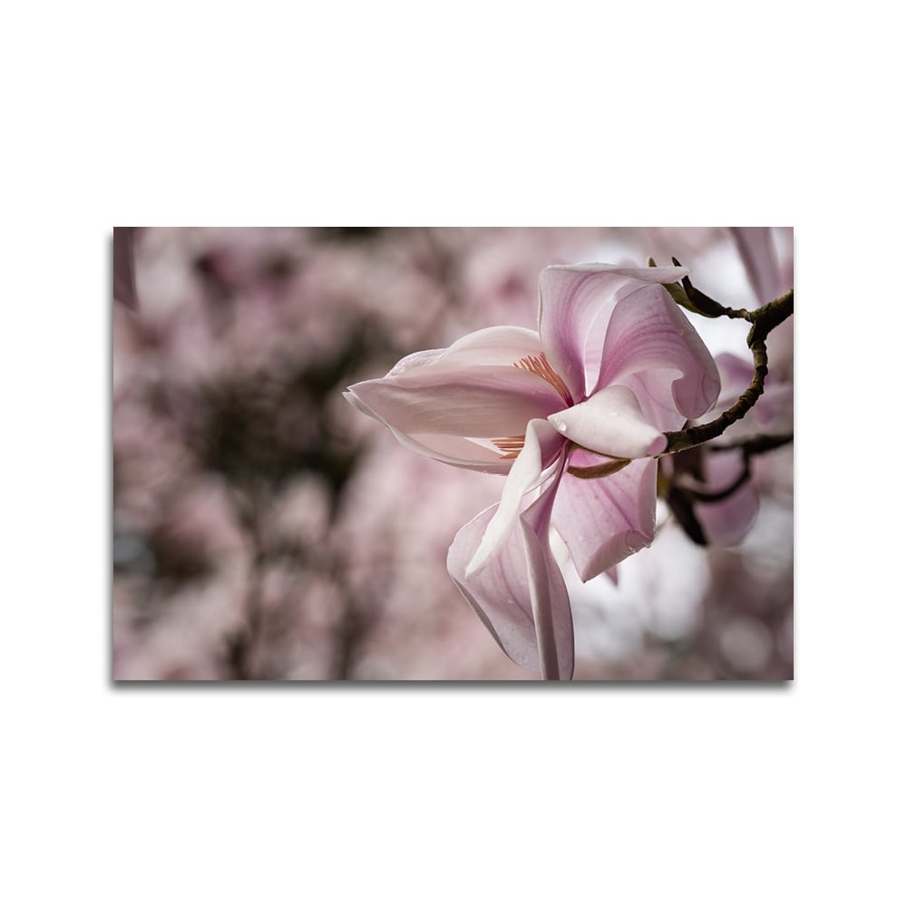 Rustieke magnolia