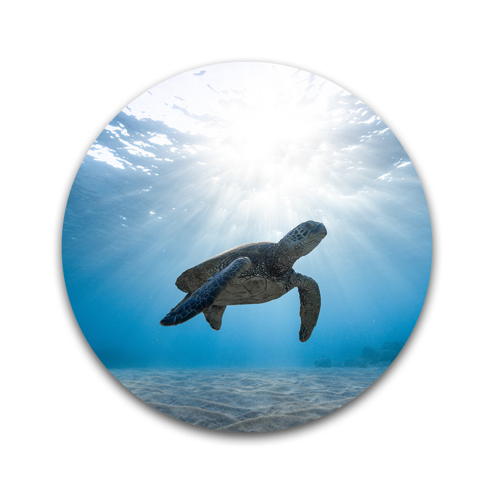 Schildpad in zee - Rond