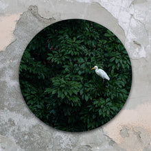 Afbeelding in Gallery-weergave laden, Koereiger in regenwoud - Rond
