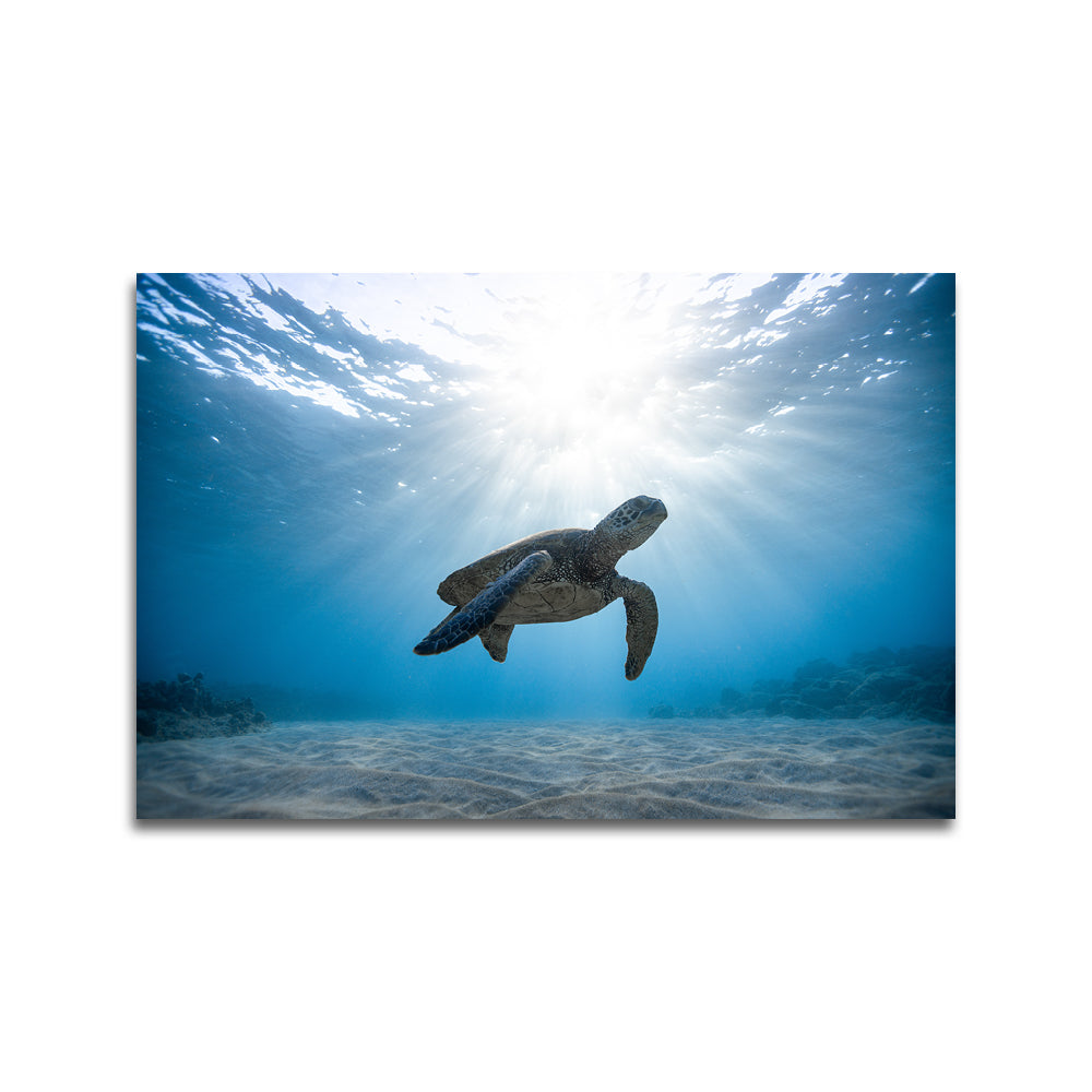 Schildpad in zee