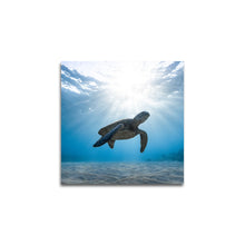 Afbeelding in Gallery-weergave laden, Schildpad in zee
