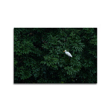Afbeelding in Gallery-weergave laden, Koereiger in regenwoud
