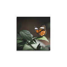Afbeelding in Gallery-weergave laden, Vlinder op blad
