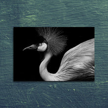 Afbeelding in Gallery-weergave laden, De Grijze Kroonkraanvogel
